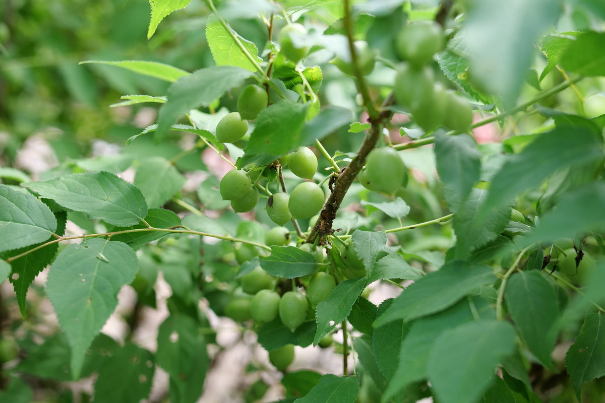 Bush cherry plant in a container with green foliage