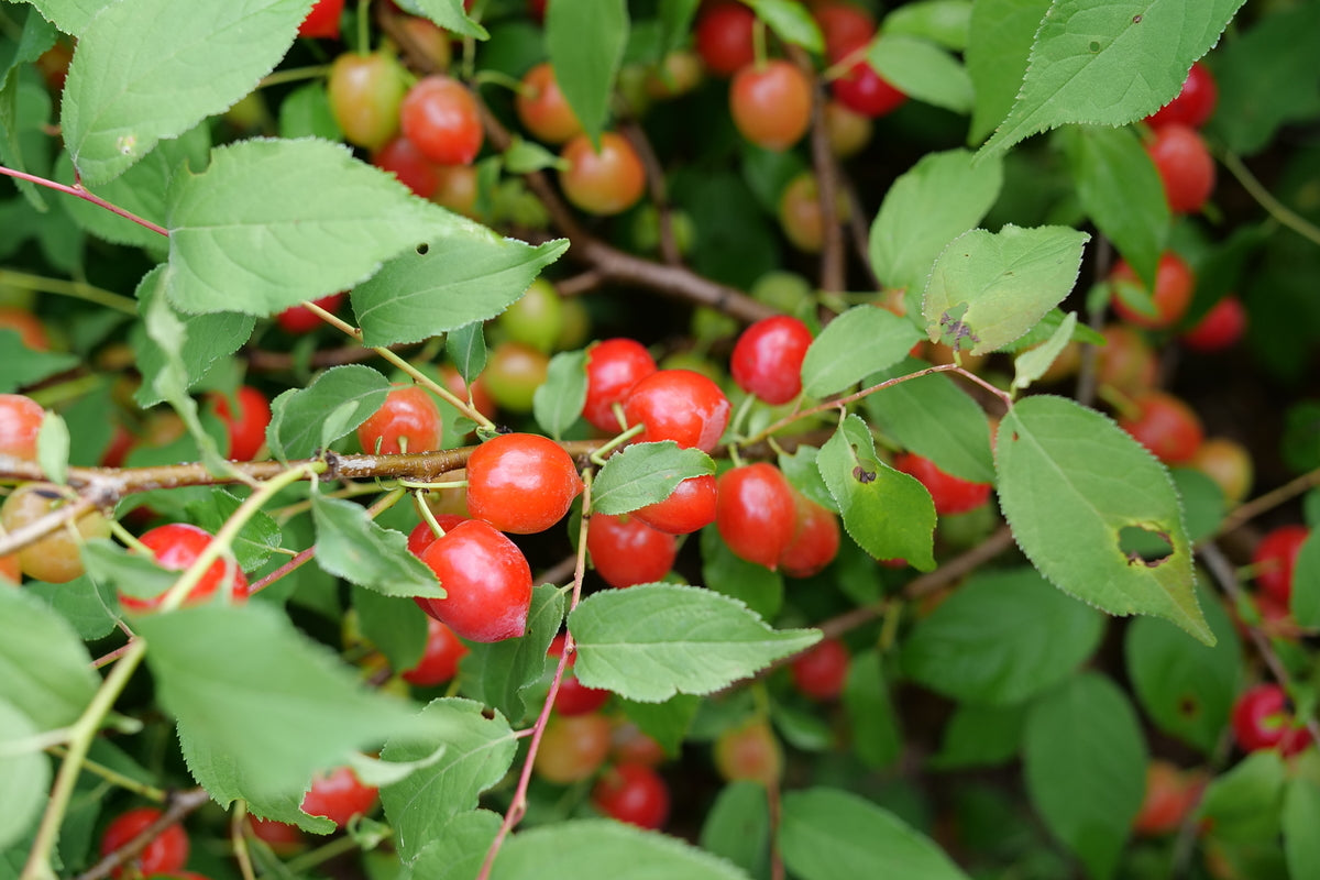 EASY AS PIE bush cherry in a nursery pot