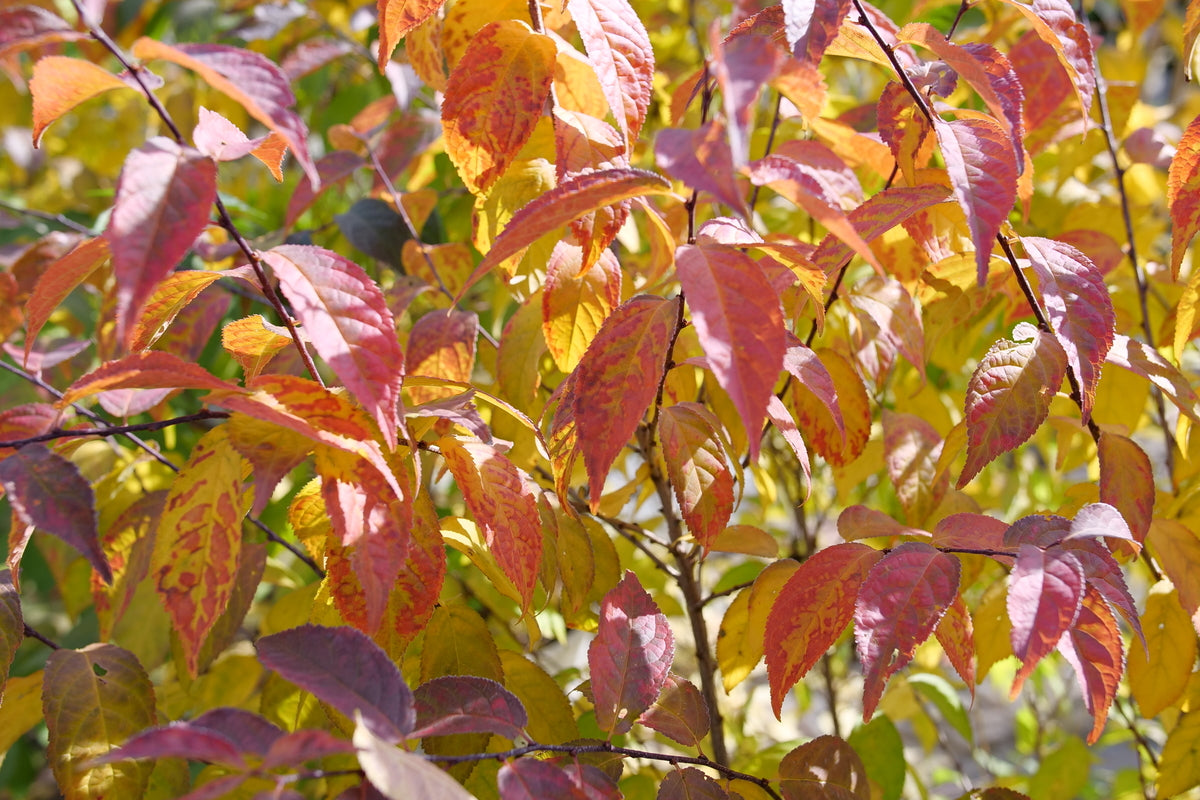 EASY AS PIE bush cherry in a nursery pot