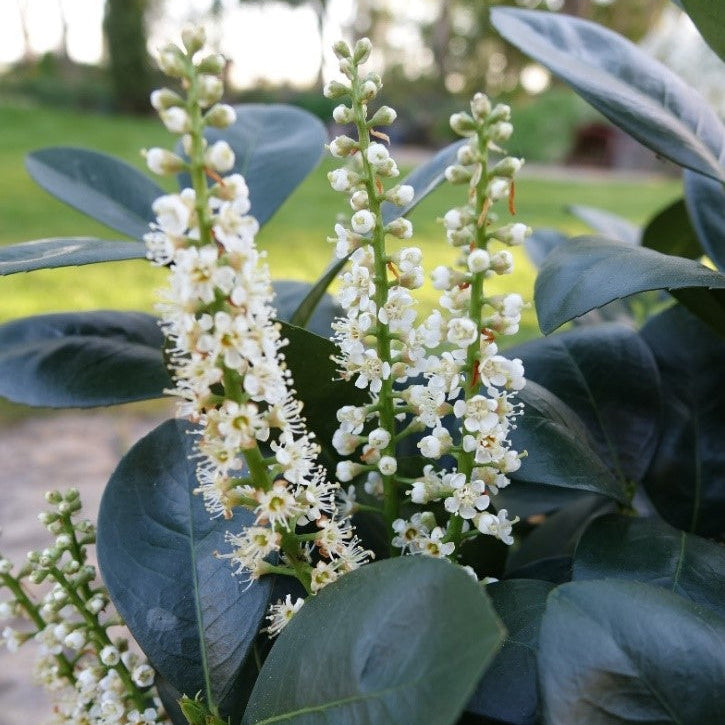 Jade Turtle cherry laurel in a container, glossy green leaves