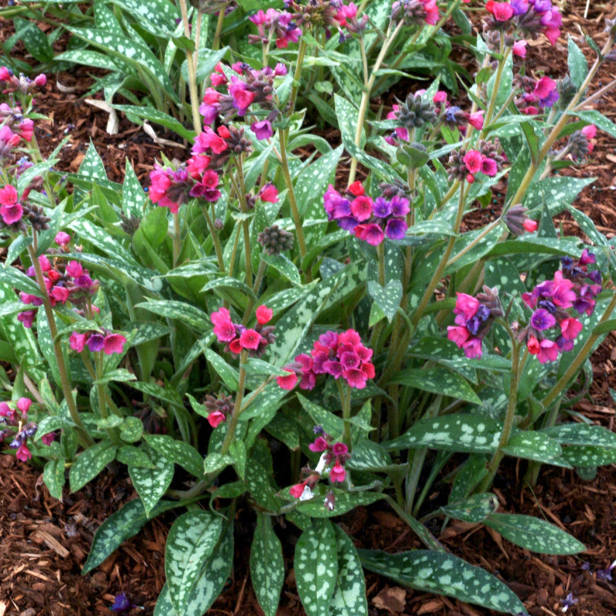 Raspberry Splash pulmonaria with spotted leaves and pink flowers