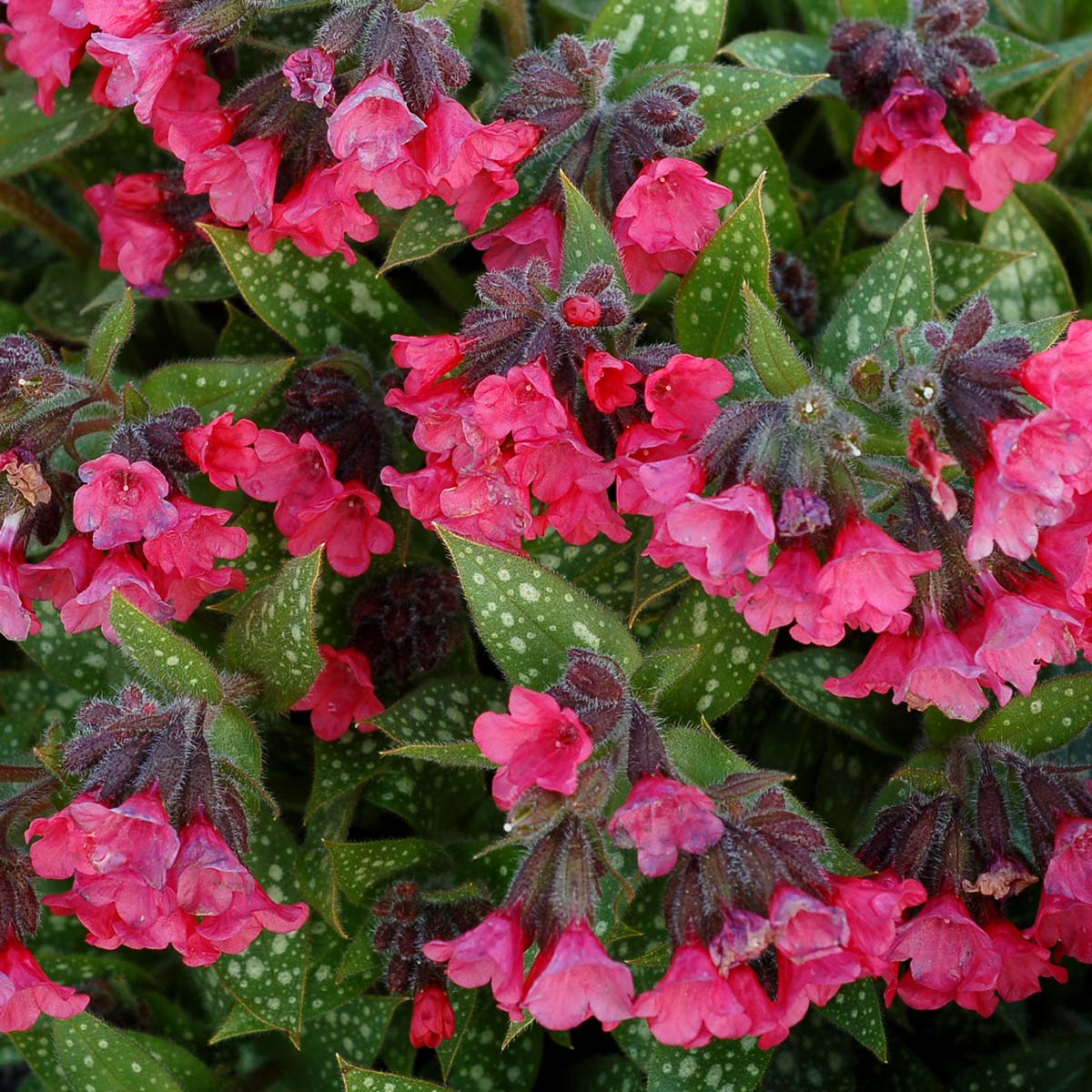 Shrimps on the Barbie pulmonaria in a nursery pot