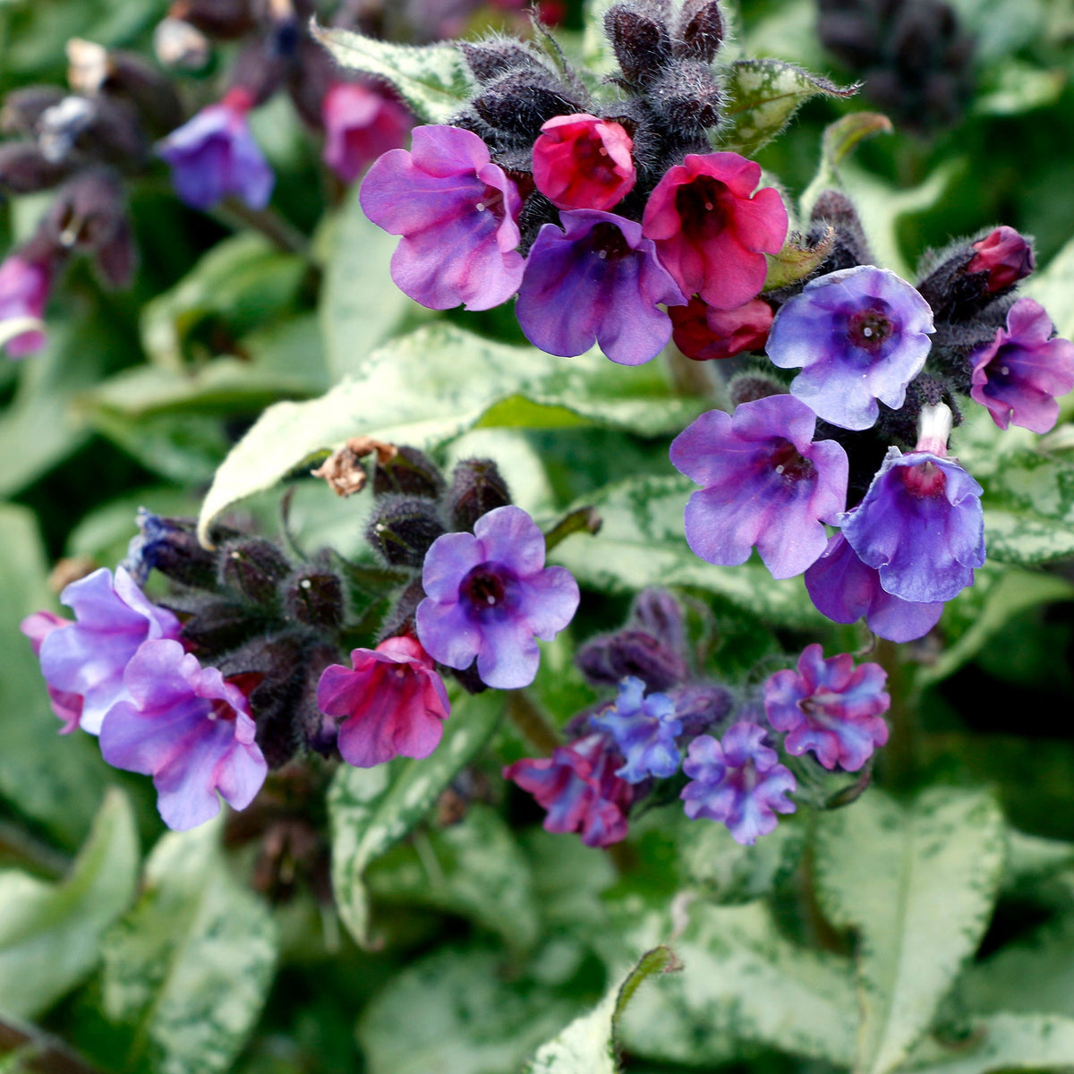 ‘Silver Scimitar’ pulmonaria in a nursery pot