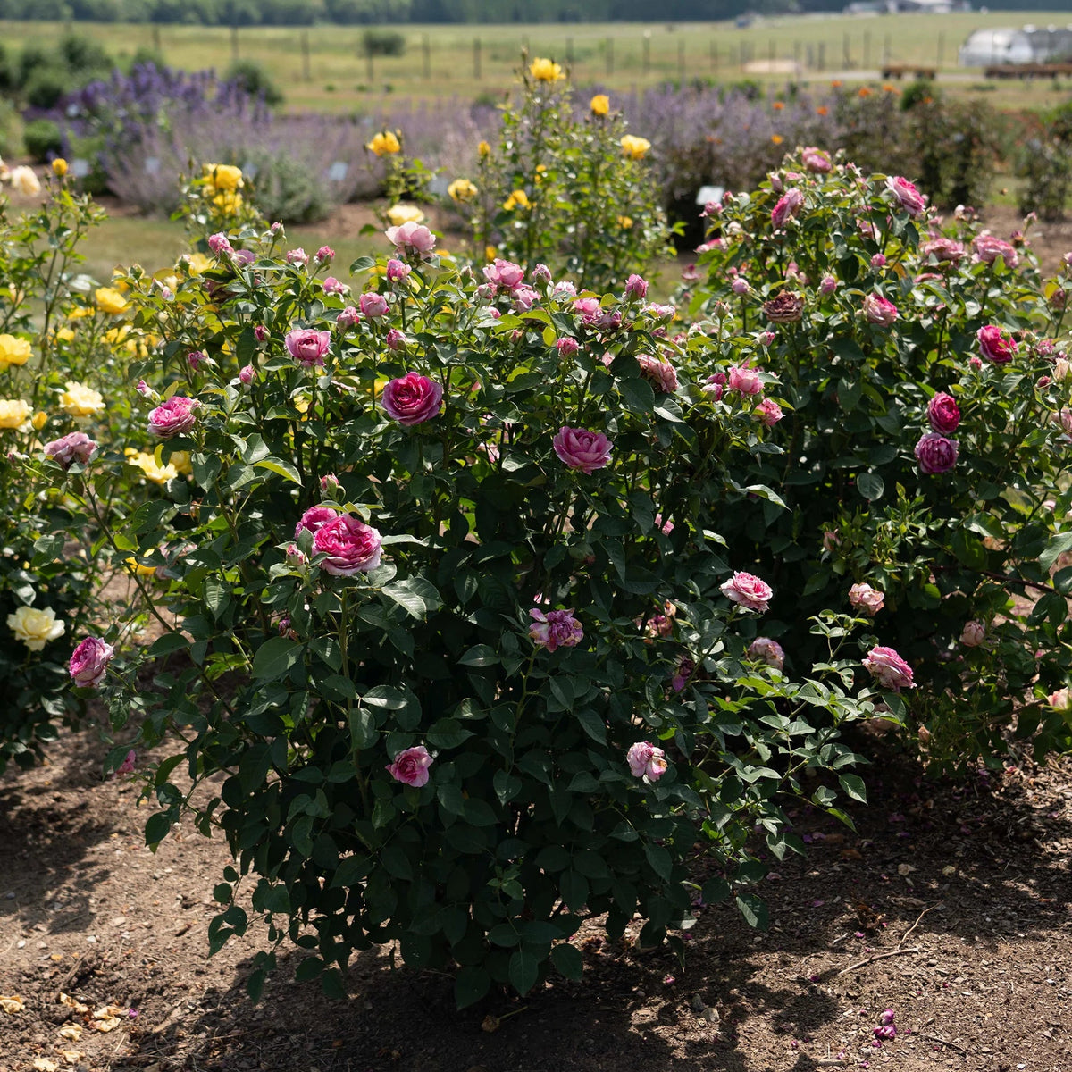 Raspberry Cupcake rose in a container with pink blooms
