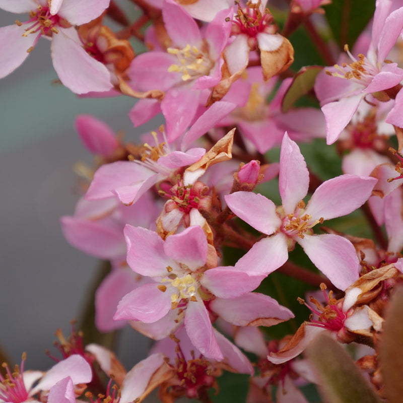 LA VIDA GRANDE® Indian Hawthorn in a nursery pot