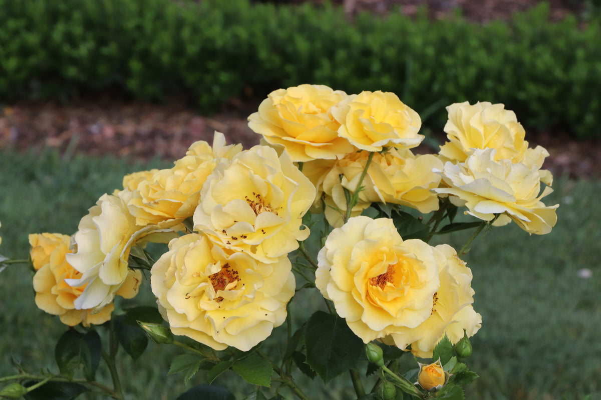Yellow garden rose with blooms and green foliage in a pot