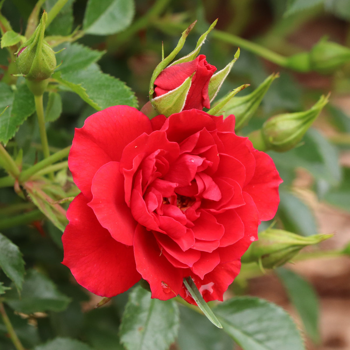 Red Oso Easy Pathfinder rose in a nursery pot