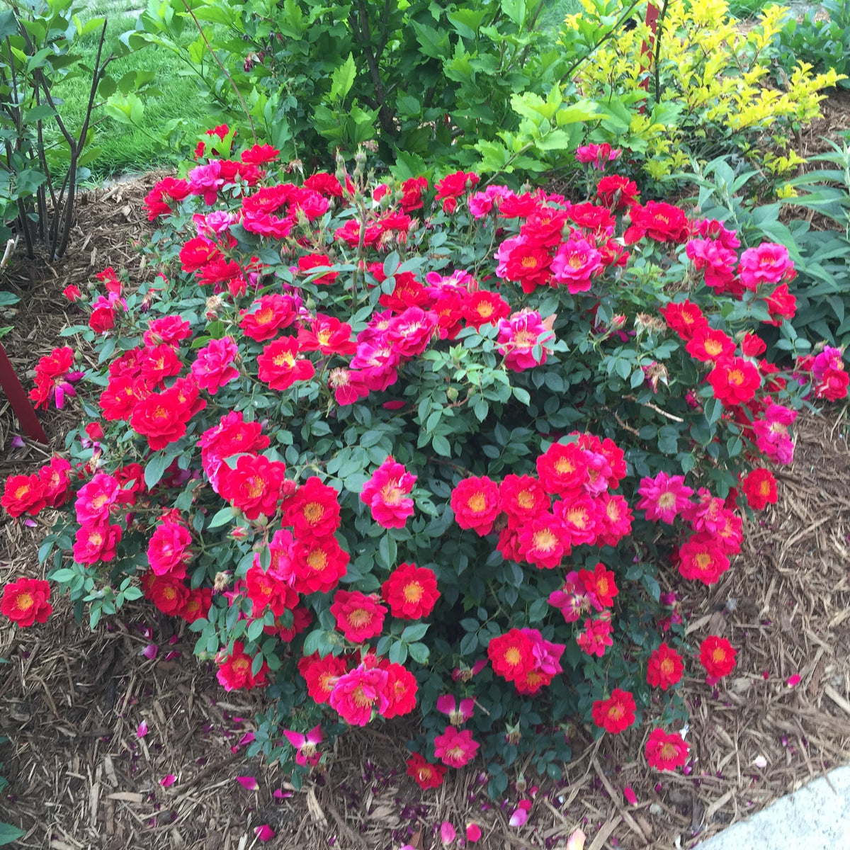 Oso Easy Urband Legend rose in a nursery pot