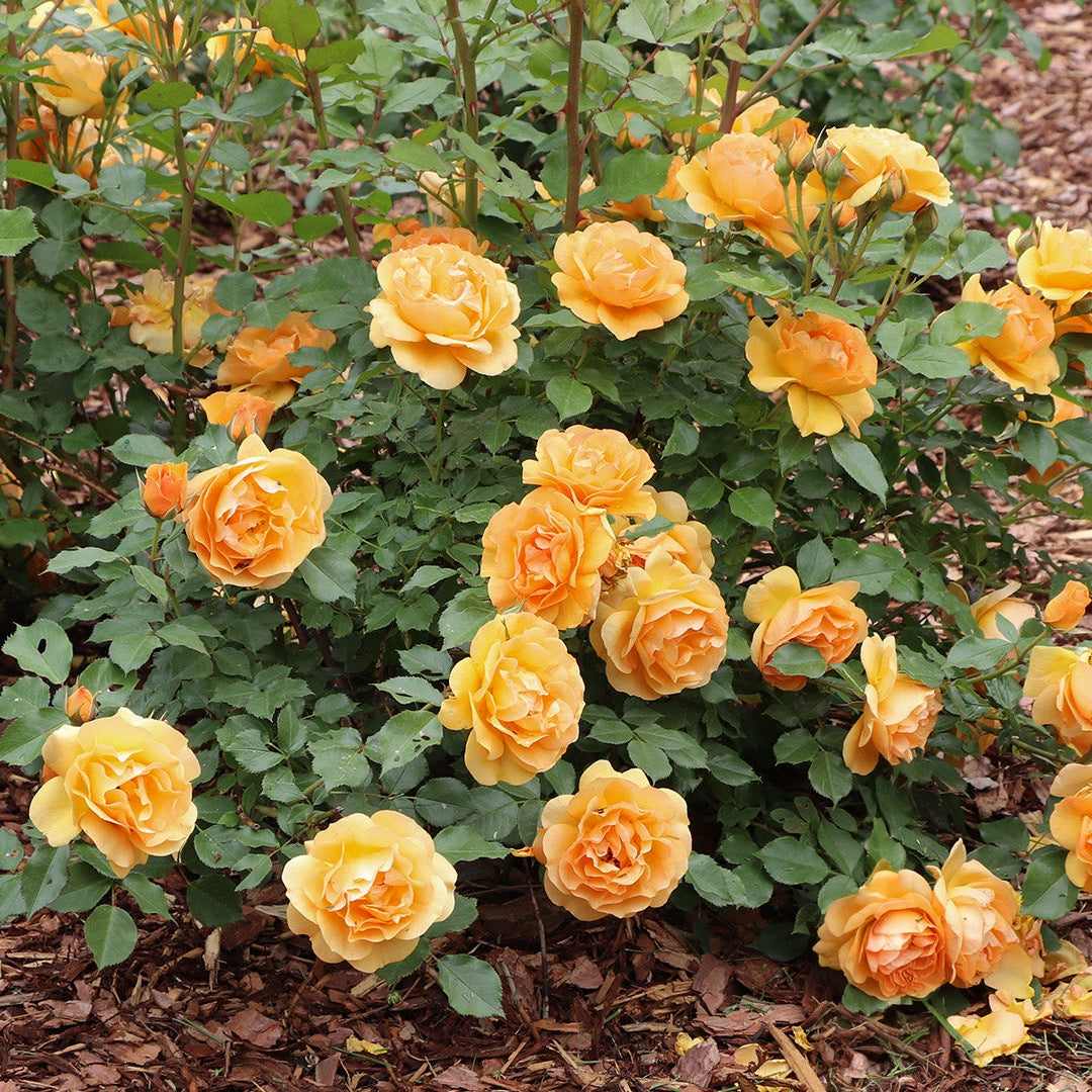 REMINISCENT® Ginger Rose | Proven Winners® – Creekside Nursery, Inc