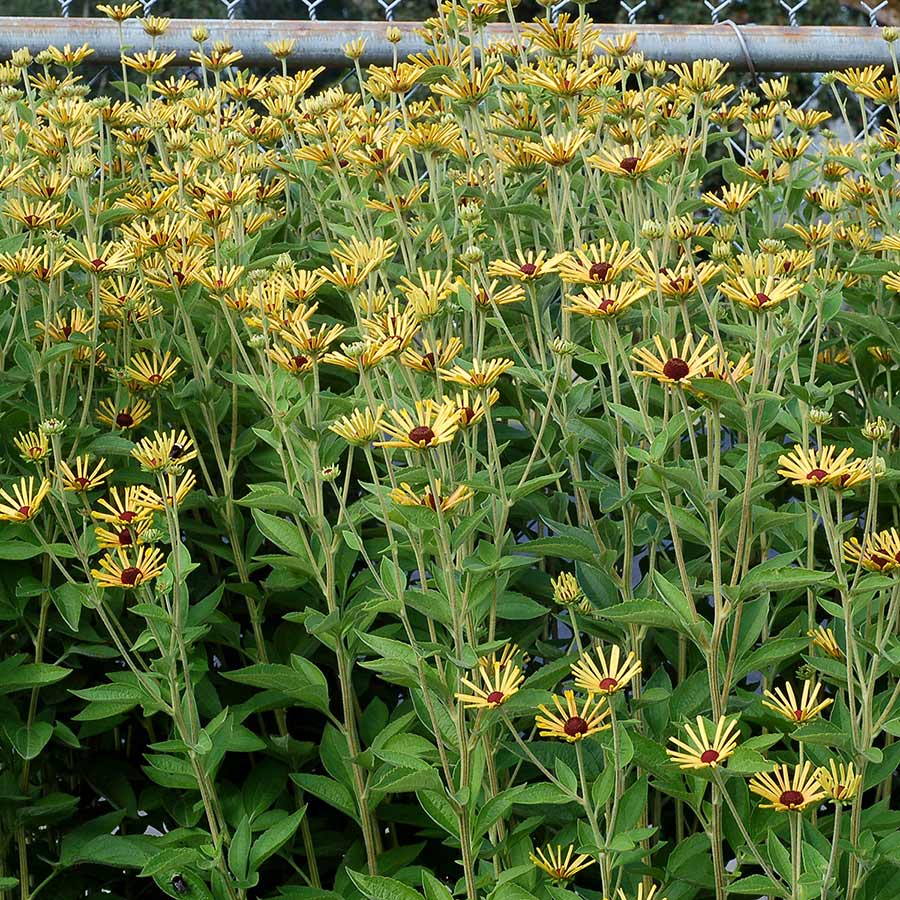 Little Henry rudbeckia with yellow blooms in a pot