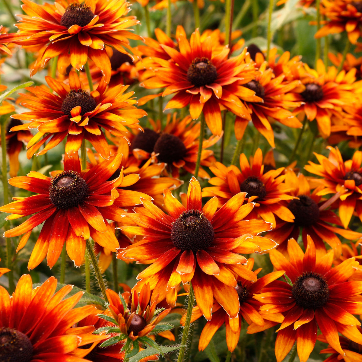Yellow Rudbeckia flowers in a container garden