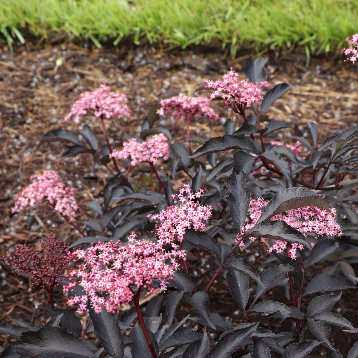 Pink Pony elderberry with pink blossoms in a pot