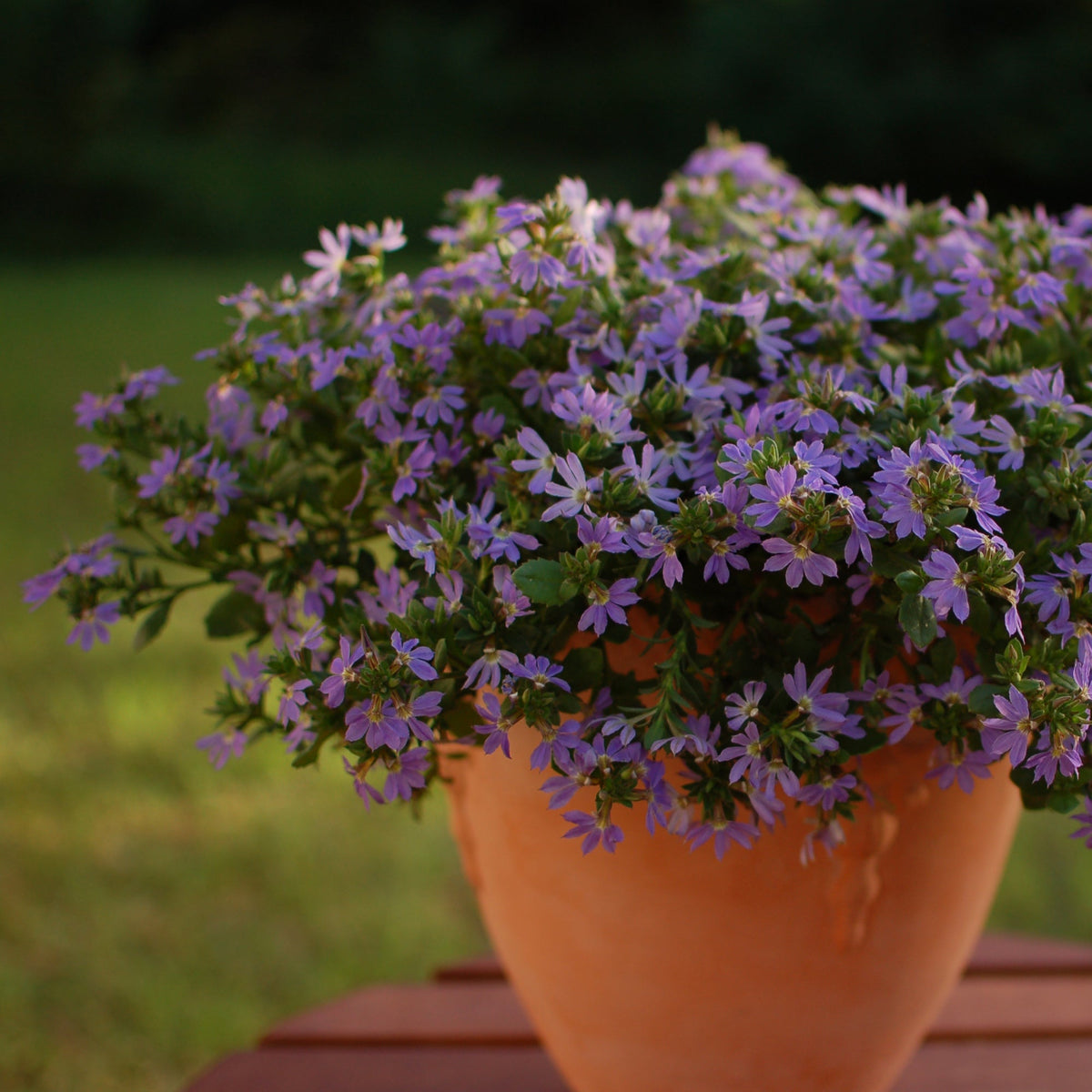 Blue scaevola flowers in a nursery pot