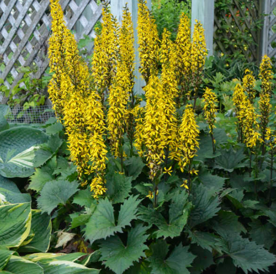 Ligularia 'Bottle Rocket' in a pot with yellow flower spikes