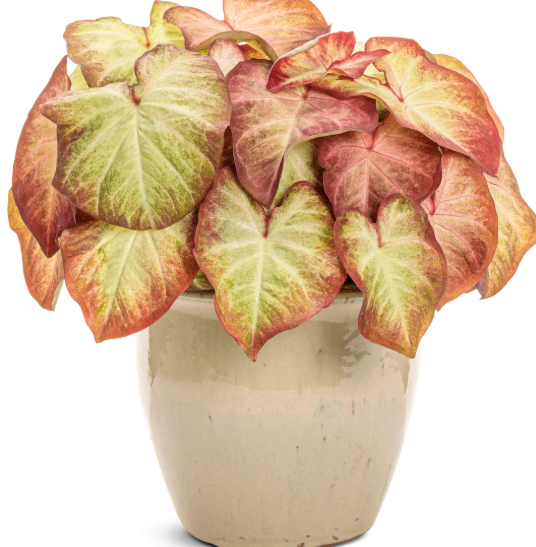 Heart to Heart® Crème Brulee Caladium | Proven Winners®