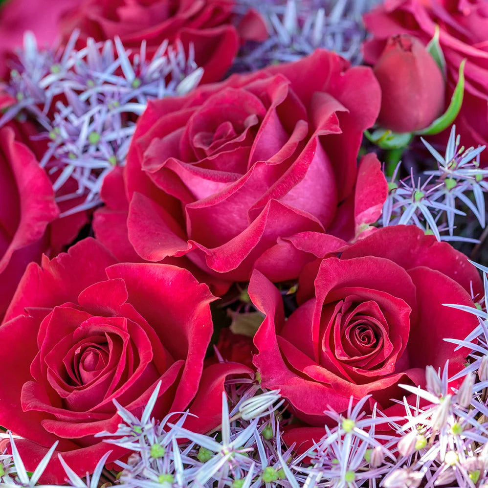Stiletto™ rose in a nursery pot with pink blooms