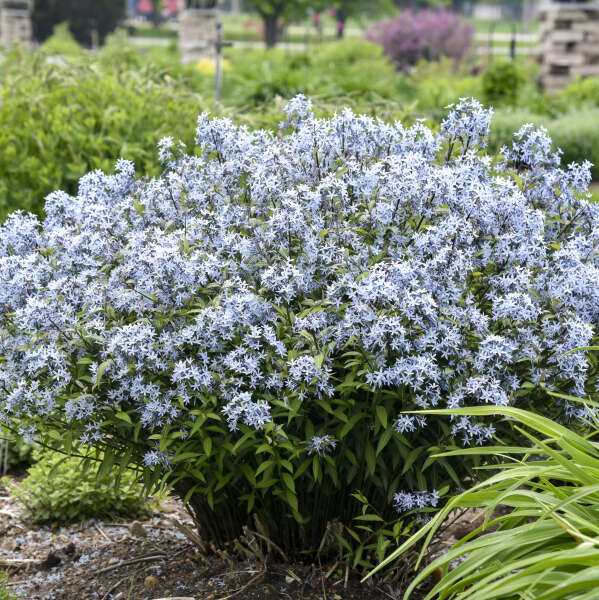 'Storm Cloud' Amsonia tabernaemontana | Proven Winners®