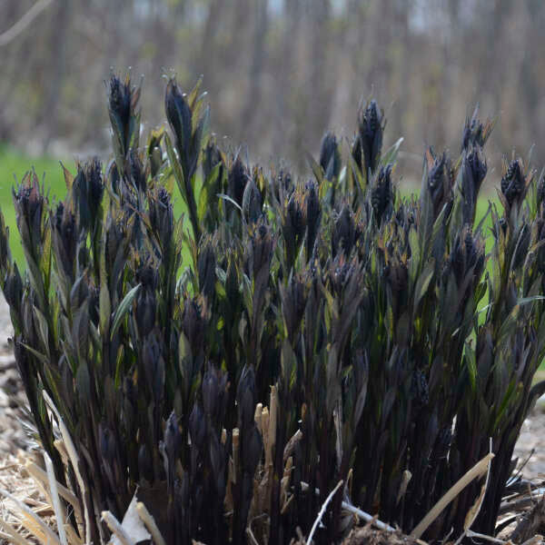 'Storm Cloud' Amsonia tabernaemontana | Proven Winners®