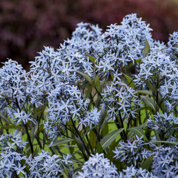 'Storm Cloud' Amsonia tabernaemontana | Proven Winners®