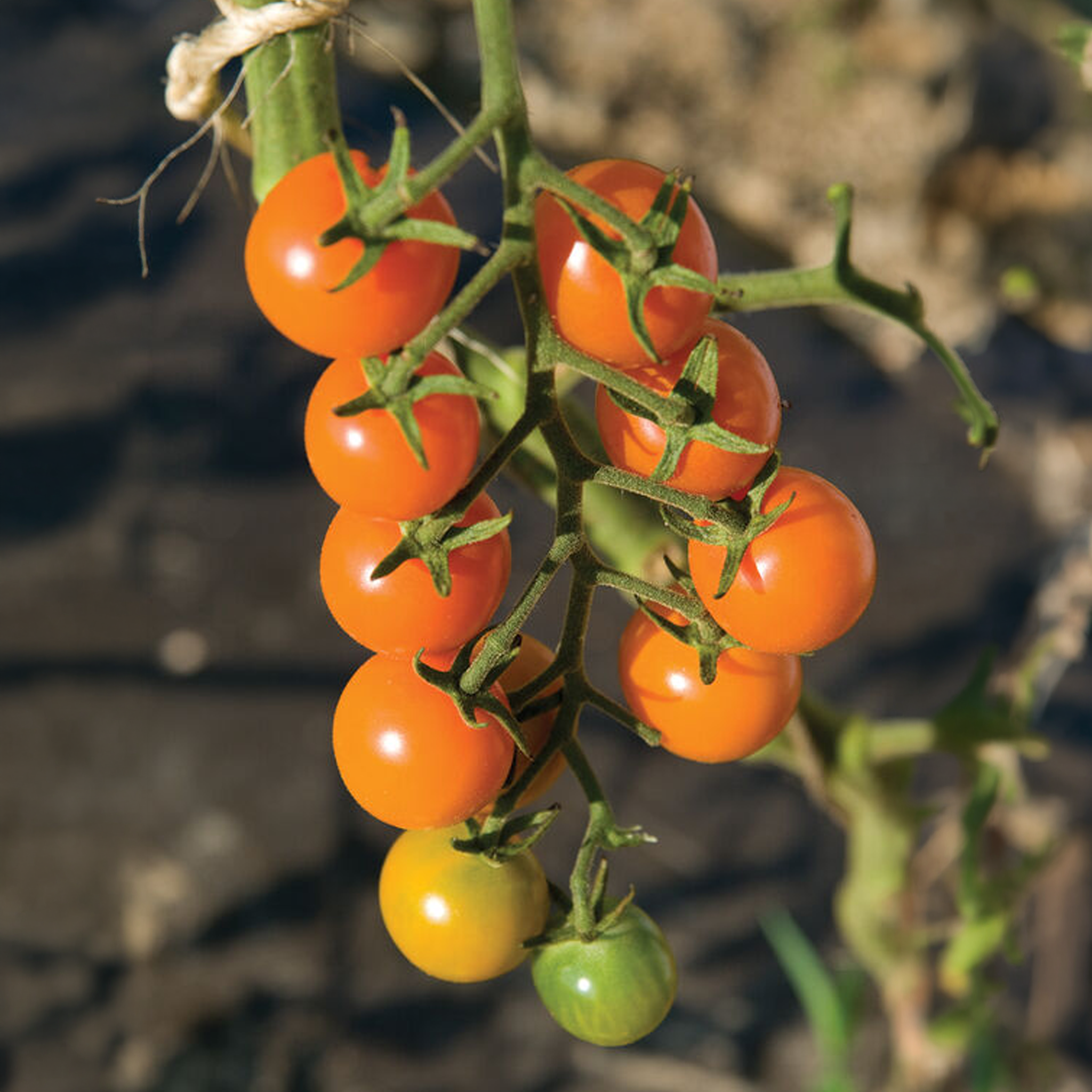 Sun Gold Tomato Seeds – Creekside Nursery, Inc