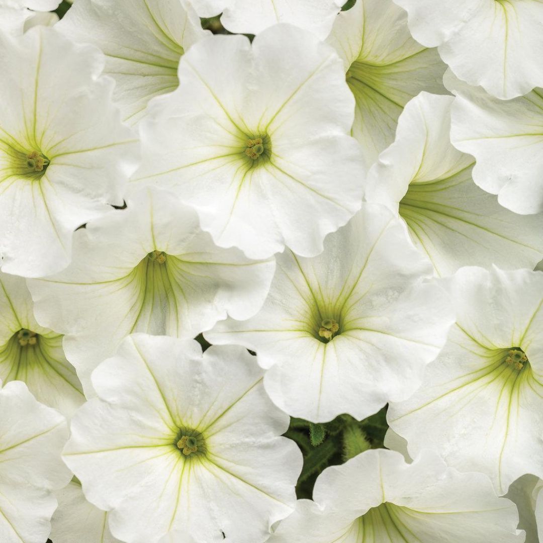 HALLELUJAH 2-2 Pettpants オフホワイト 38 Supertunia Vista® Snowdrift™ Petunia | Proven Winners® – Creekside