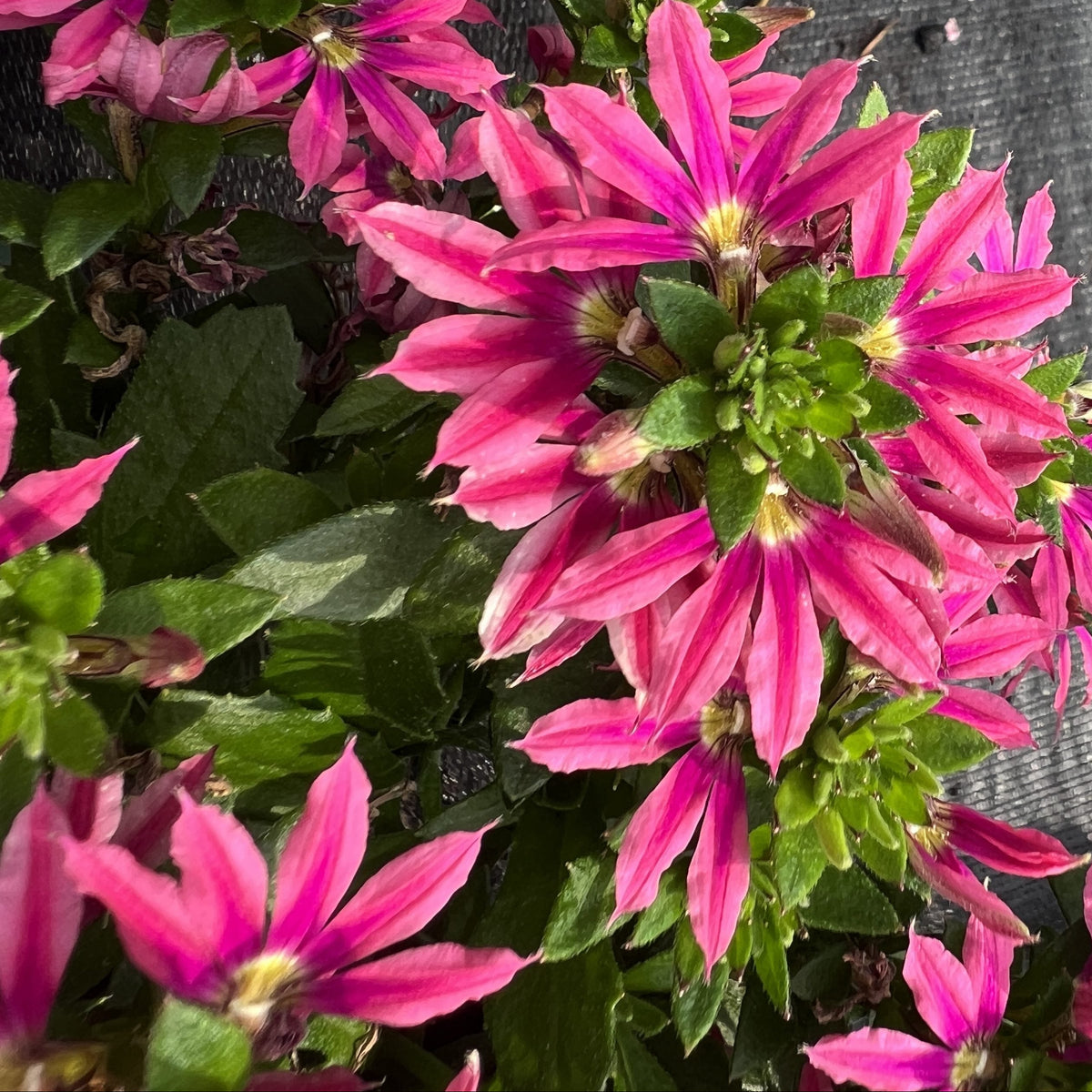 Pink Scaevola flowers in a nursery pot