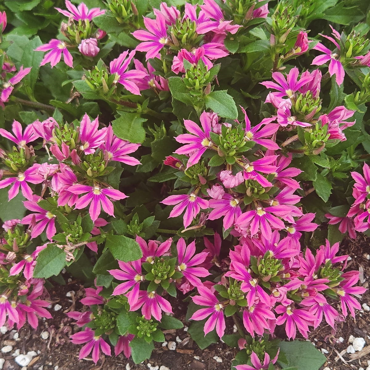 Pink scaevola with clustered blooms in a nursery pot