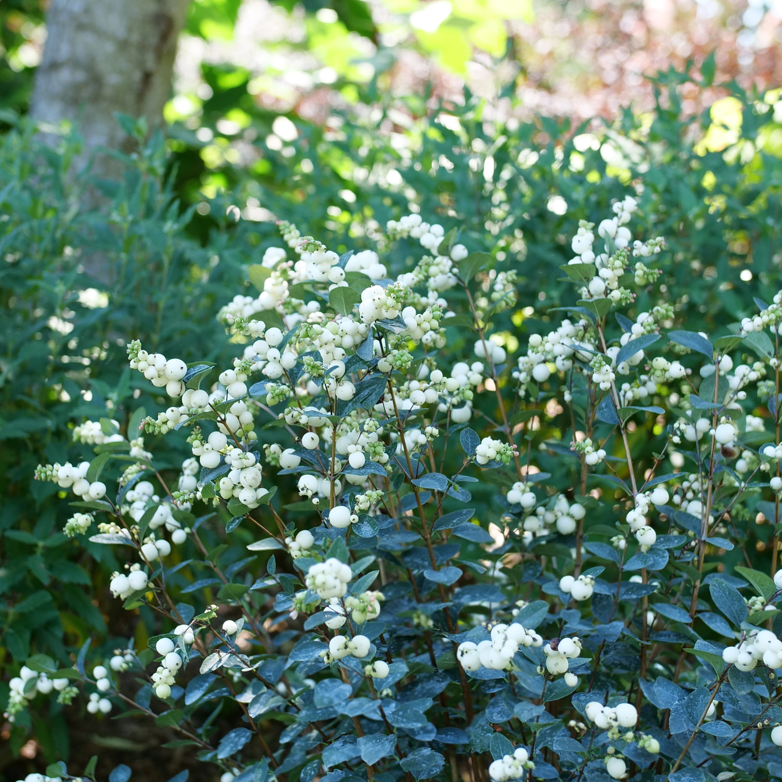 PROUD BERRY® Pearl | Proven Winners® – Creekside Nursery, Inc