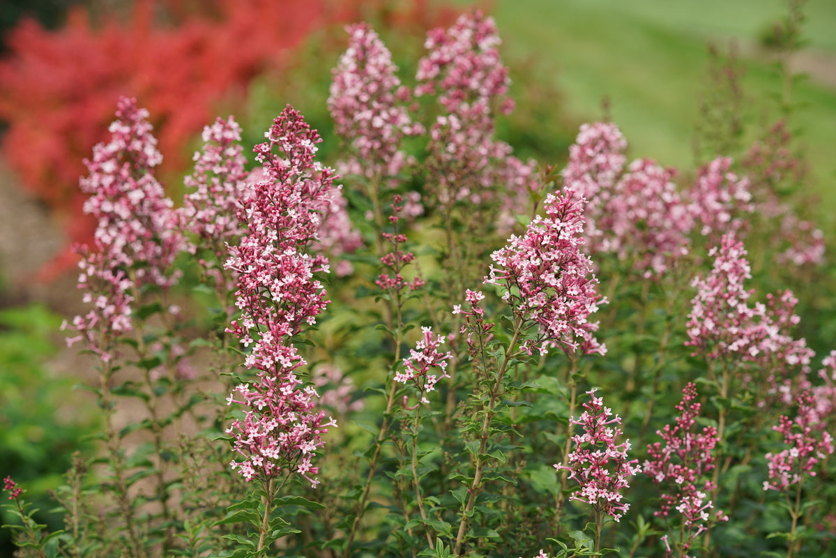 Blooming Bloomerang Ballet lilac with purple flowers