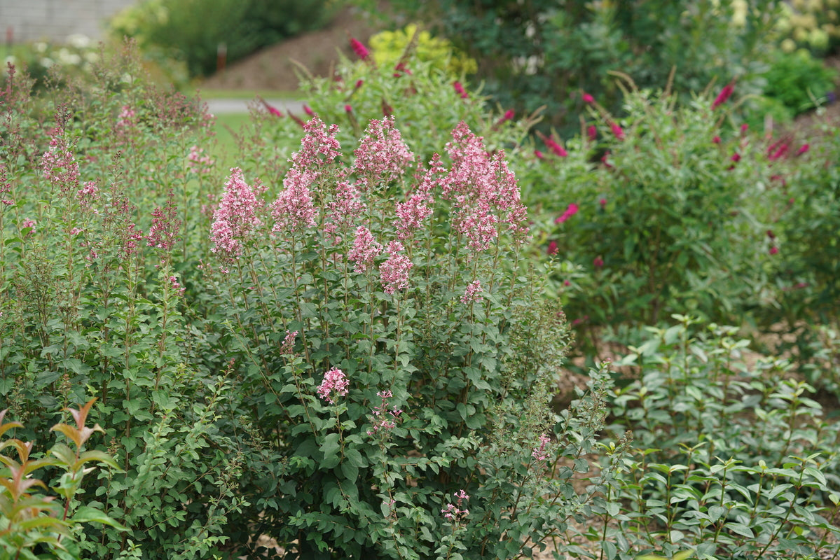 Bloomerang Ballet reblooming lilac in bloom, potted plant