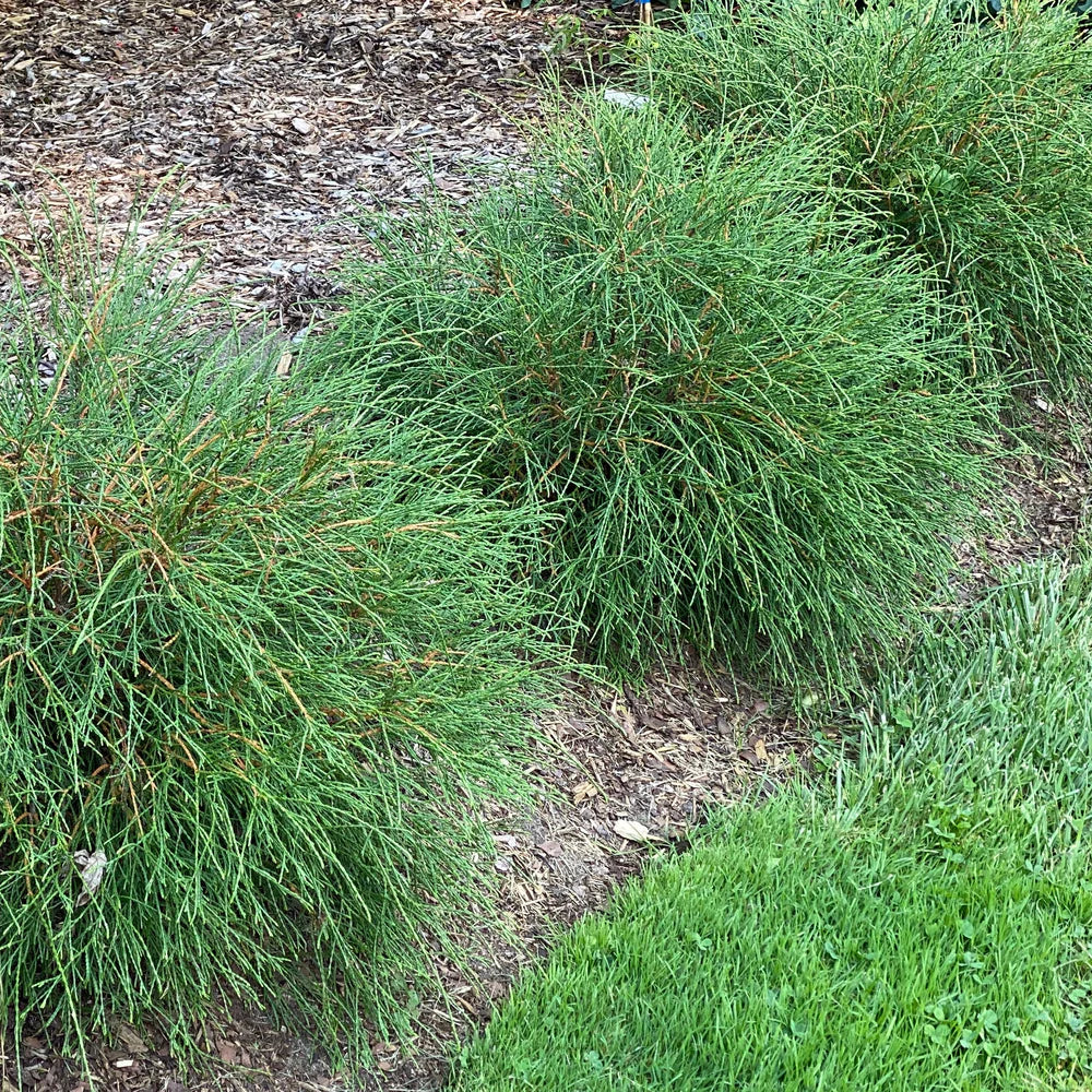 WHIP IT GOOD® Thuja occid | Proven Winners® – Creekside Nursery, Inc
