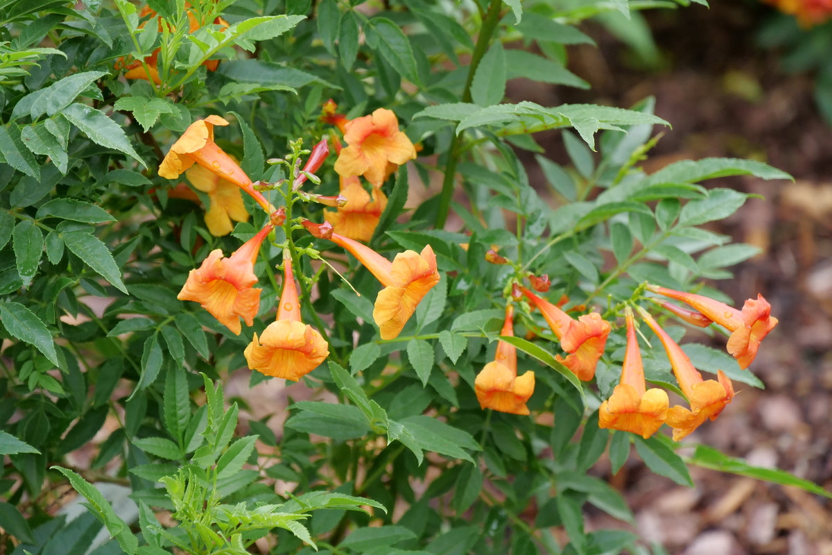 Chicklet Orange trumpet bush with orange flowers in a pot