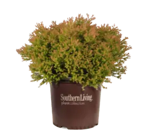 Arborvitae Fire Chief in a nursery container