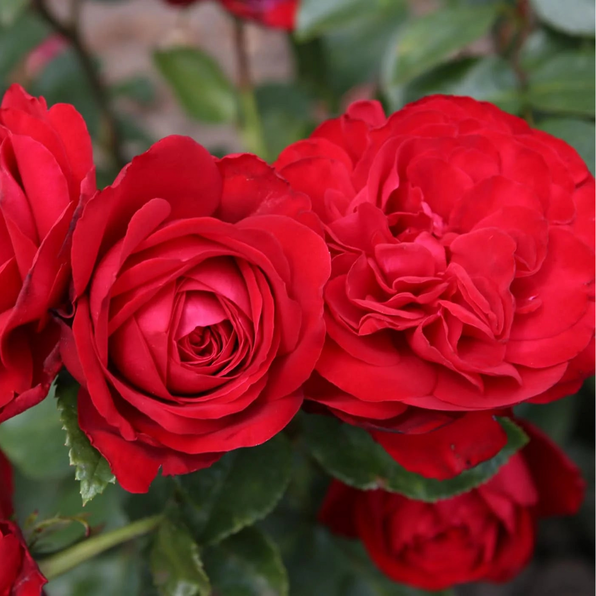 Tiamo rose with pink blooms in a nursery pot