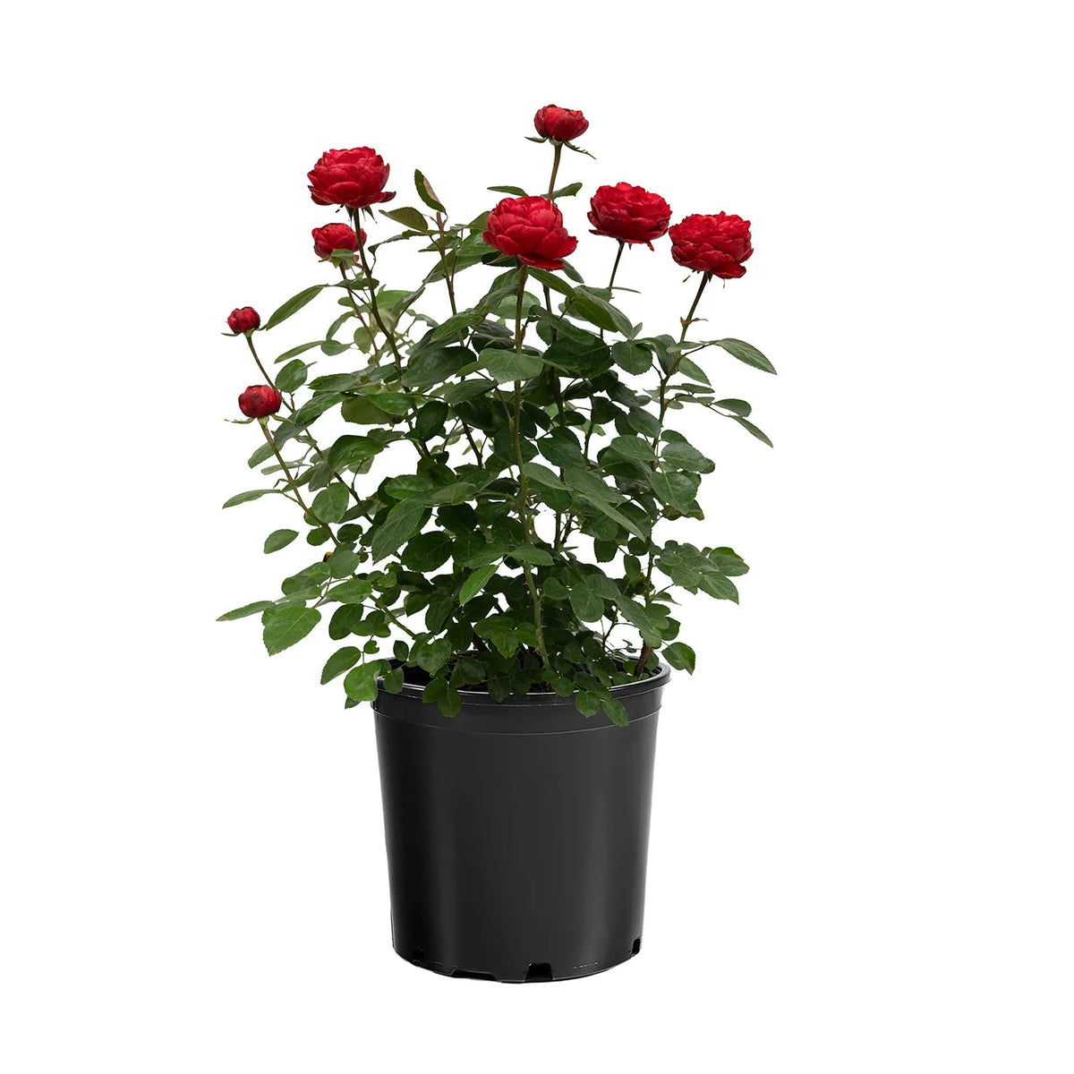 Tiamo rose with pink blooms in a nursery pot