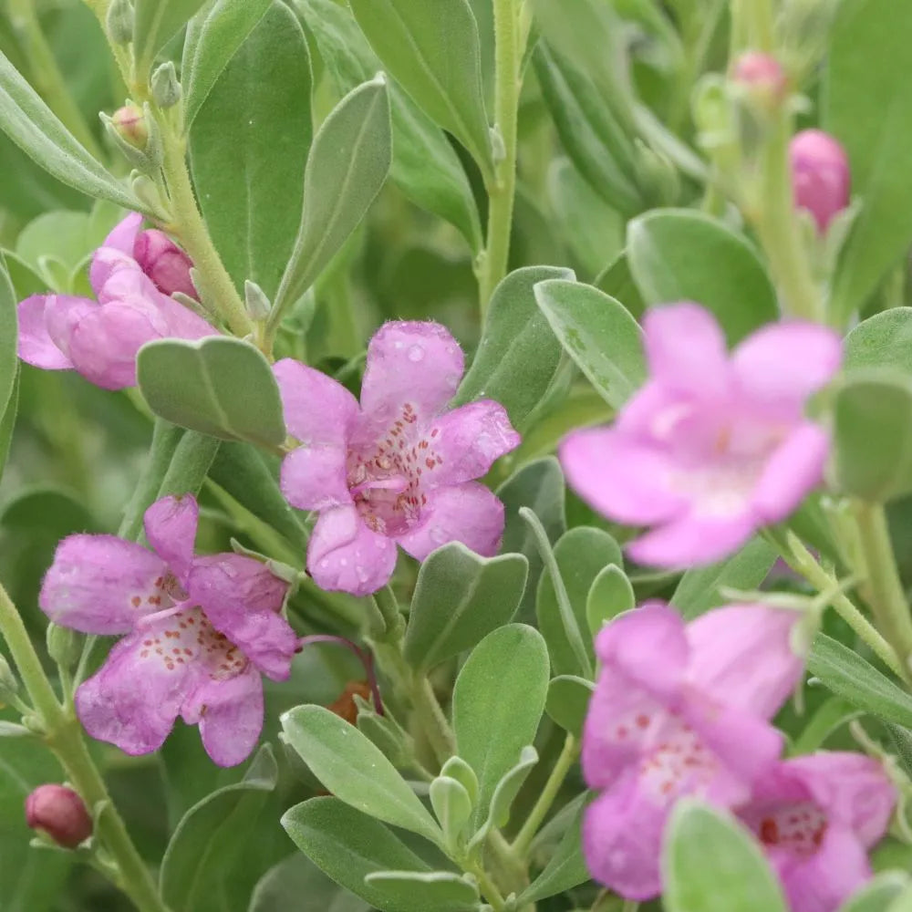 Trailblazer Silver Texas Sage in a container