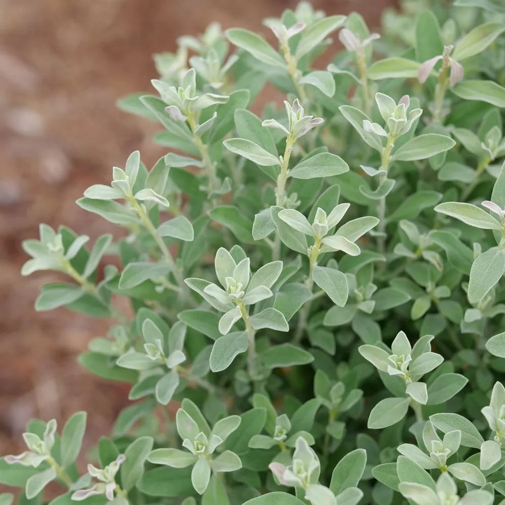 Silver Texas sage in a container with gray-green foliage