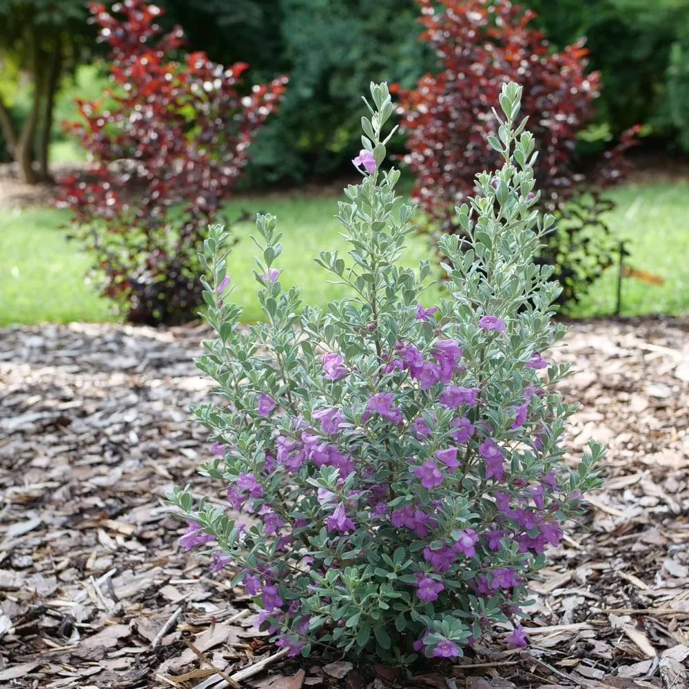 Trailblazer™ Silver Texas Sage in a nursery pot