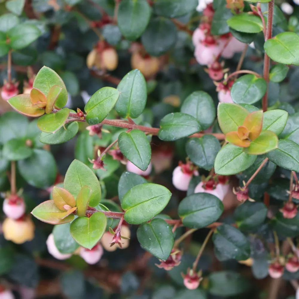 Chilean guava plant in a pot with dense green foliage