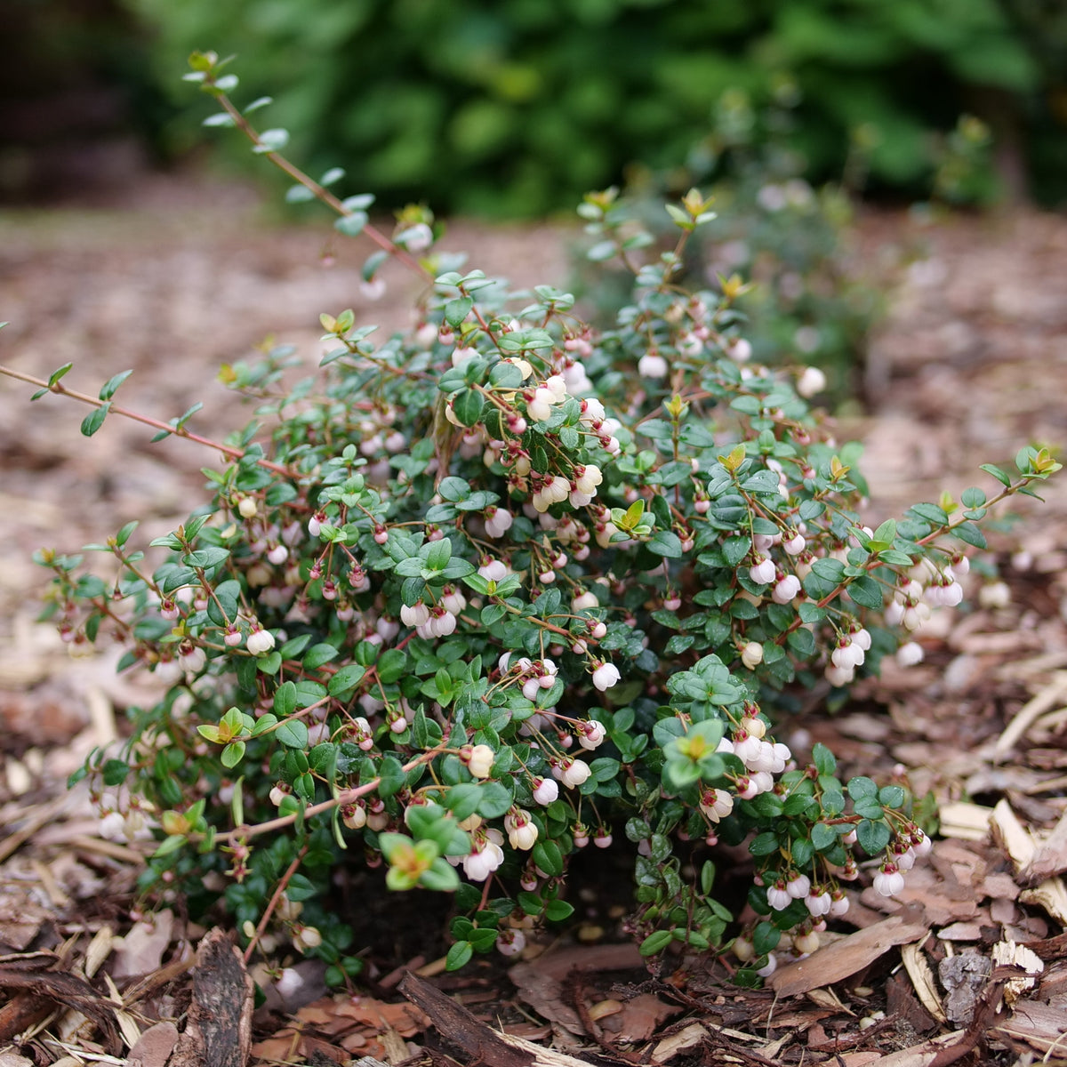 CANDYBOX Chilean guava plant in a pot with green leaves