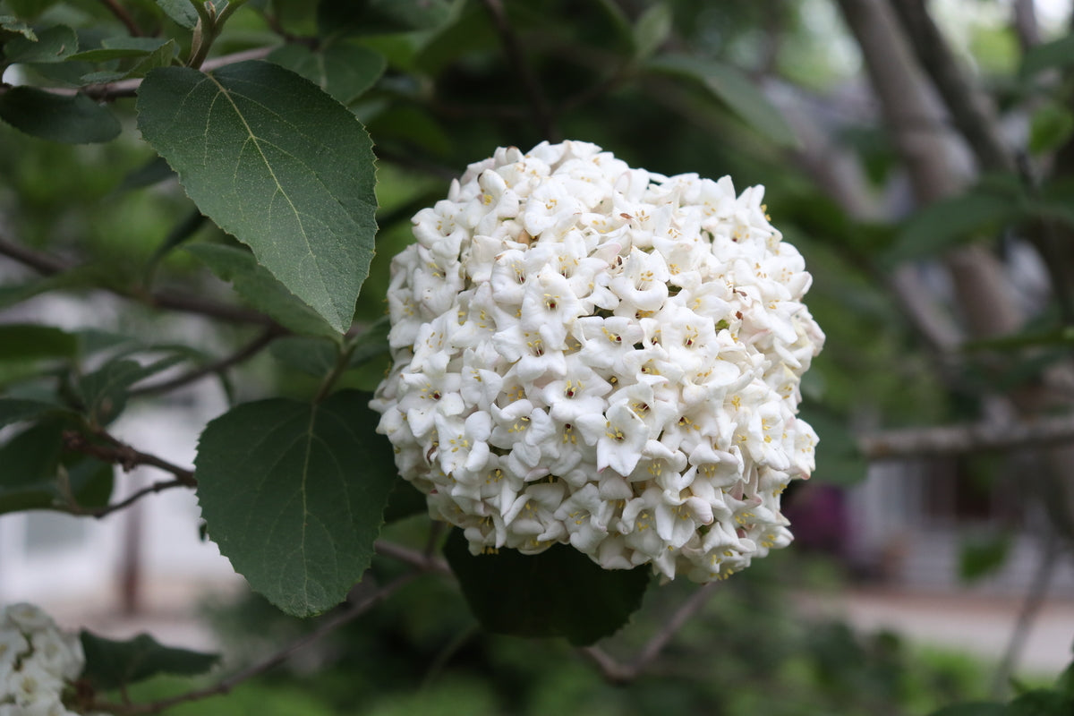 SPICE COWBOY® Koreanspice viburnum in a nursery pot