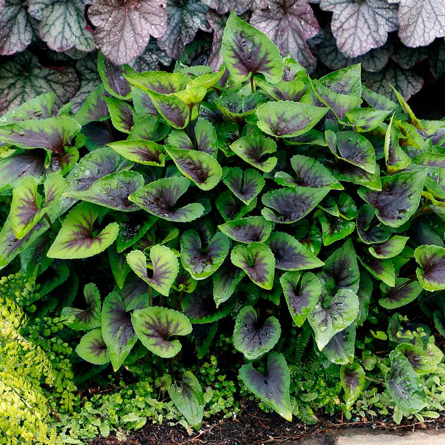 Viola ‘Heartthrob’ | Creekside Champions™