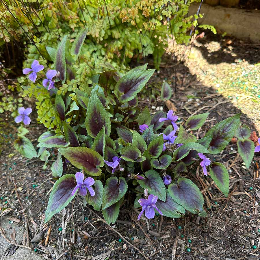 Viola ‘Heartthrob’ | Creekside Champions™