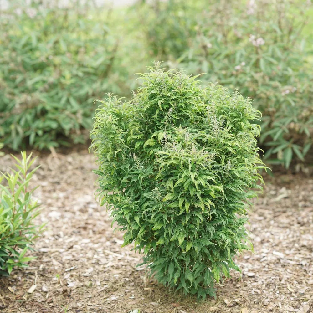 FEATHERMAN™ Chastetree