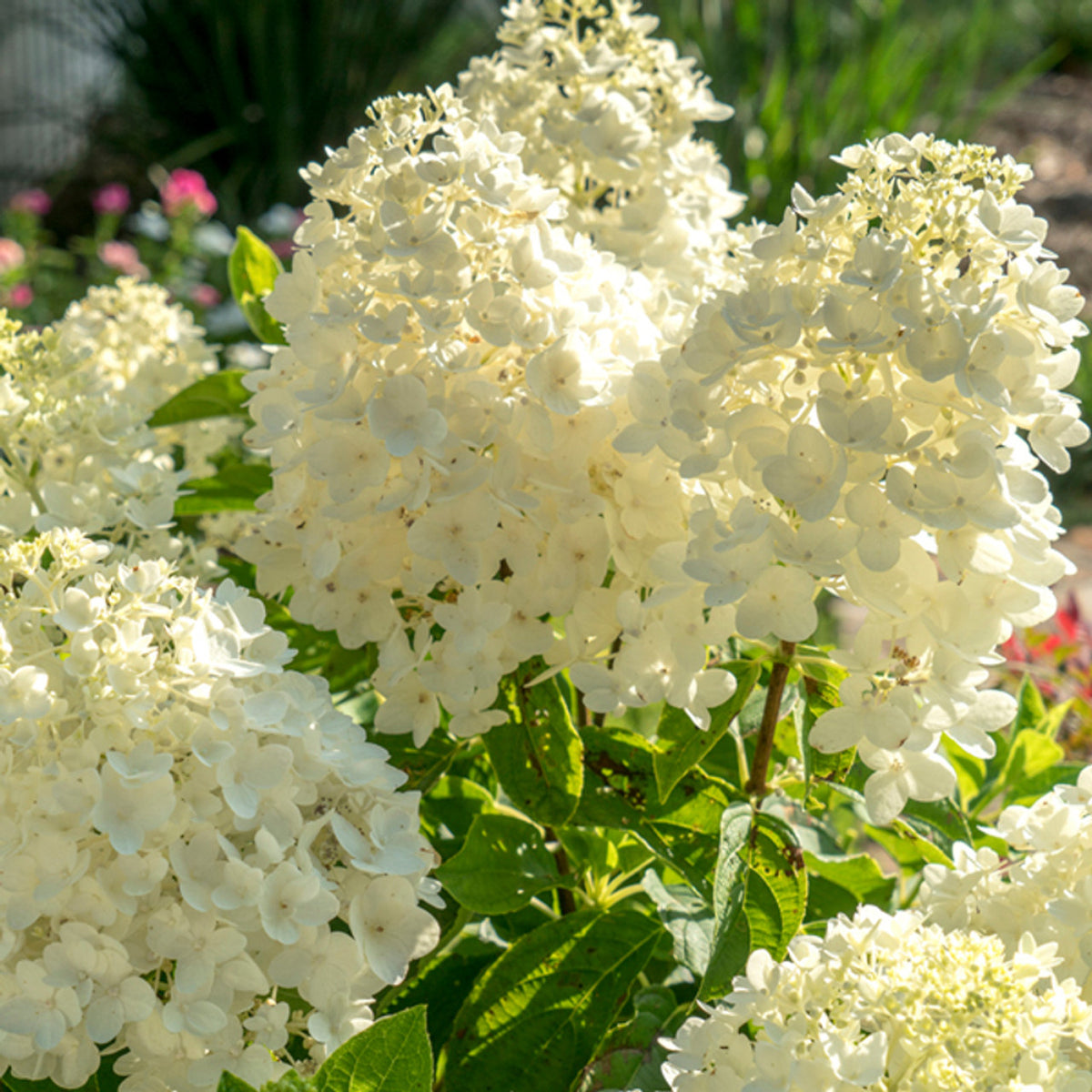 Hydrangea Moon Dance®