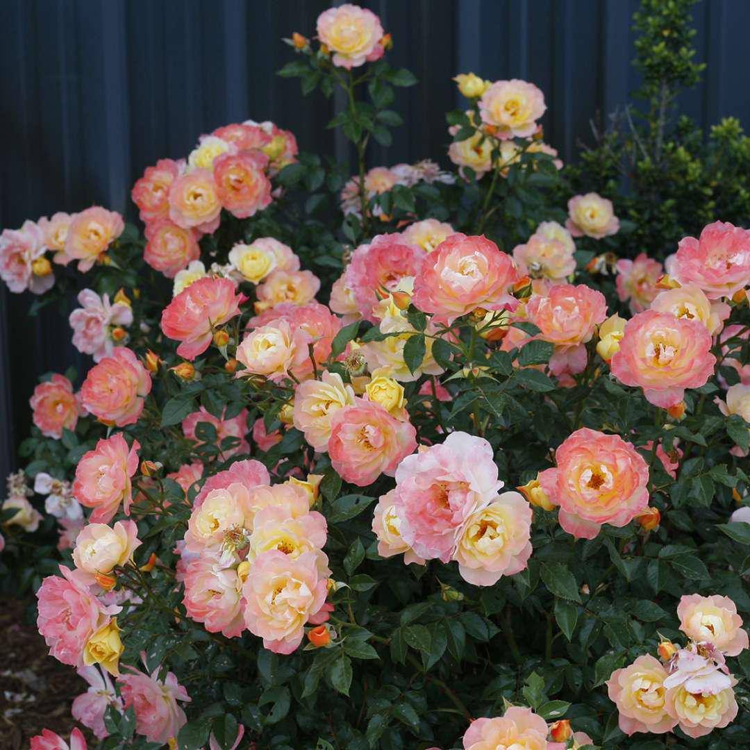 Oso Easy Italian Ice rose in a nursery pot