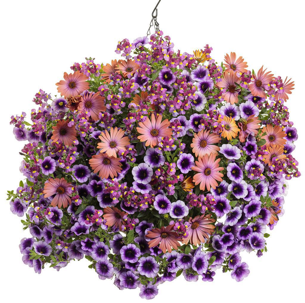 Superbells Blue Moon Punch calibrachoa with purple flowers in pot