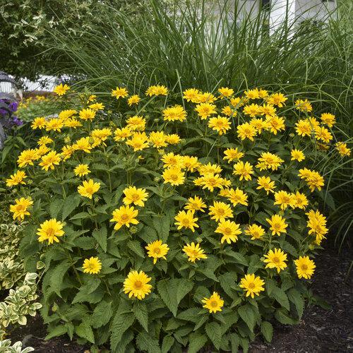 Heliopsis helianthoides Tuscan Gold with yellow flowers