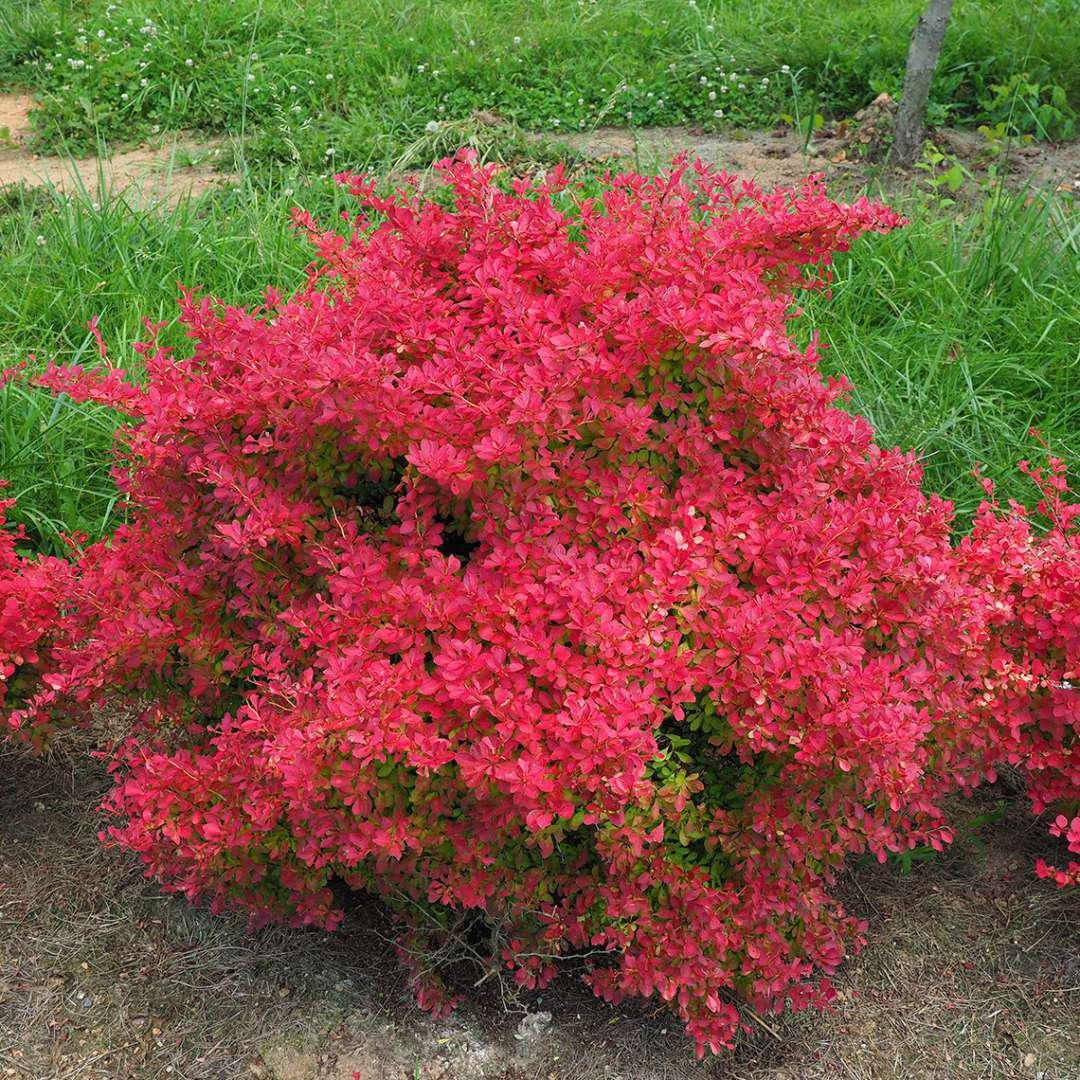 SUNJOY NEO barberry in a nursery pot with red foliage