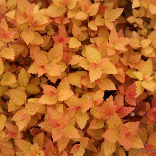 Double Play Candy Corn spiraea in a nursery pot